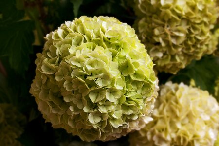 Spring snow ball musky herb greenhouse