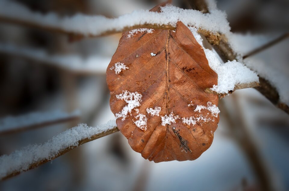 Branch alone snowy