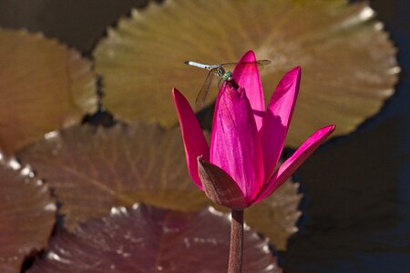 Pads water waterlily photo