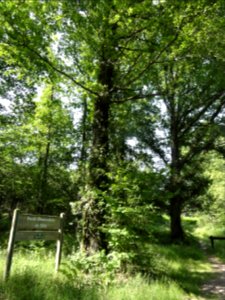 Mont-Saint-Jean (Sarthe) forêt domaniale de Sillé