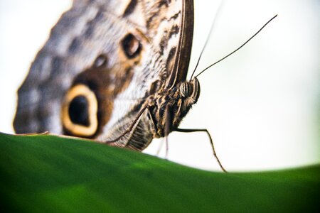 Plant insect wing