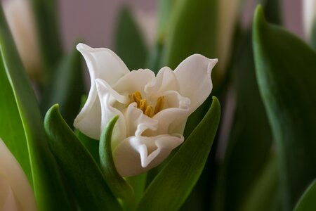 Bloom white white tulips photo