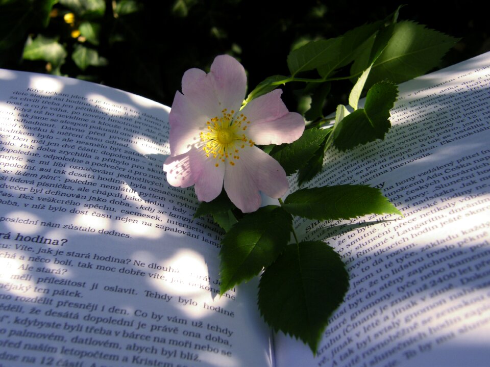 Darts flower shadow