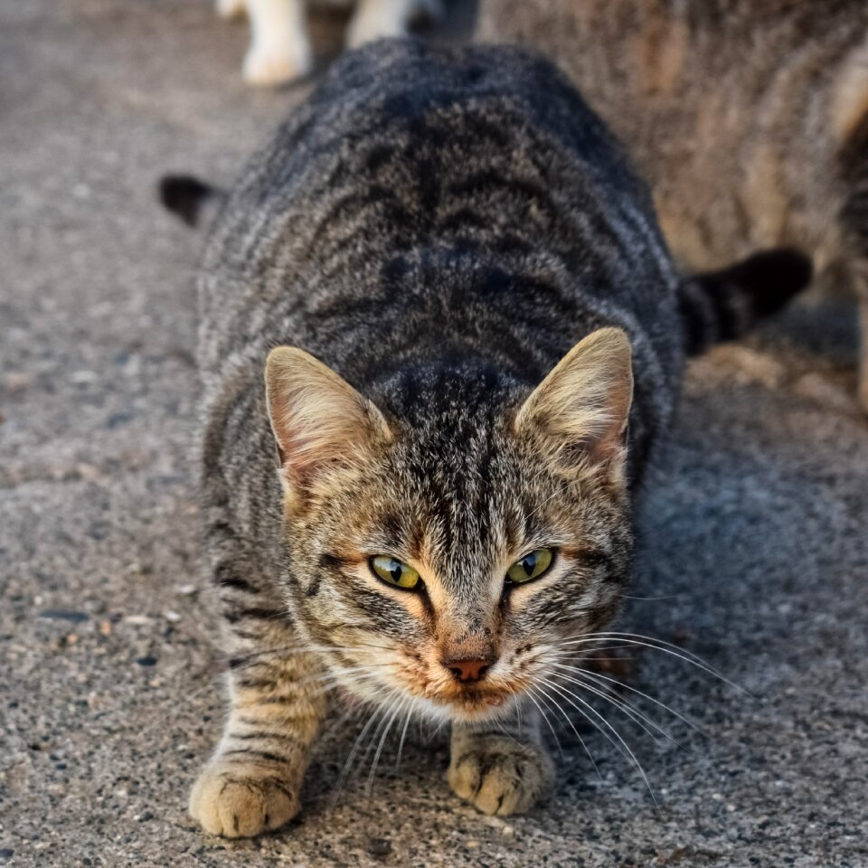 Homeless animal kitten