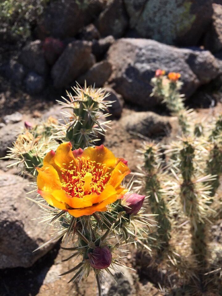 Cactus desert orange