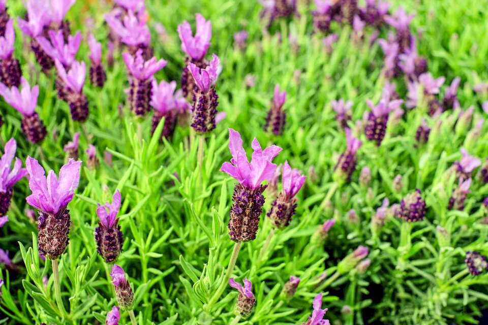 Purple bush nature