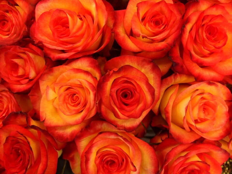 Bright red rosa nature