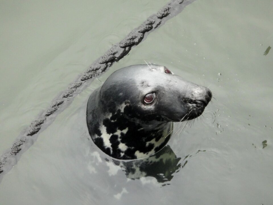 Meeresbewohner robbe mammal