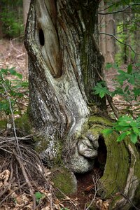 Wood bark material photo