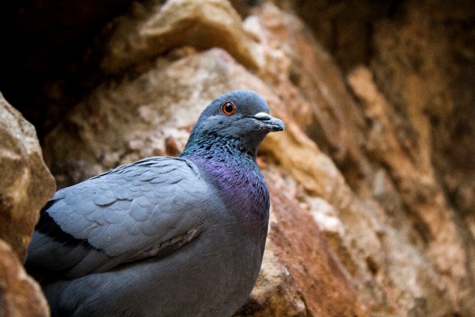 Pigeon photography brown photography