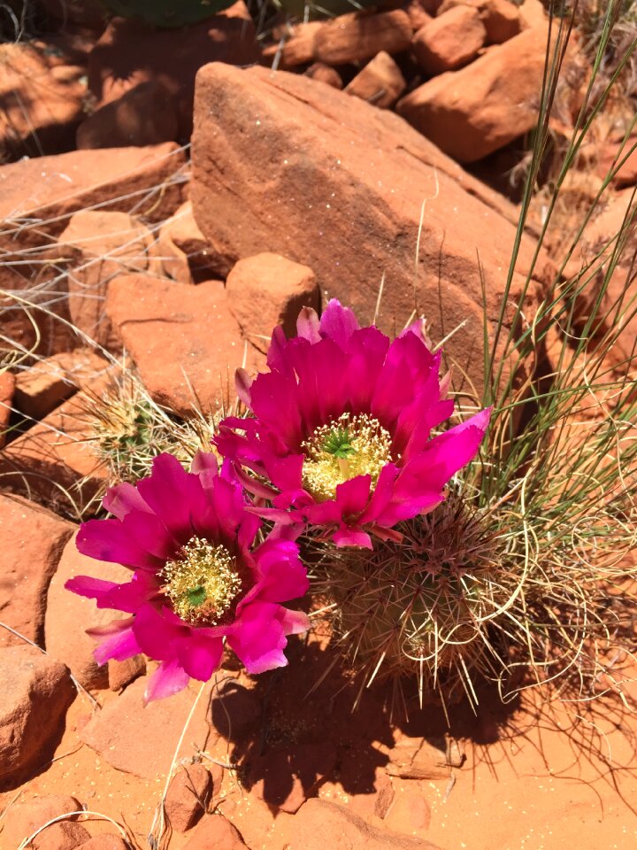 Red rock desert cactus