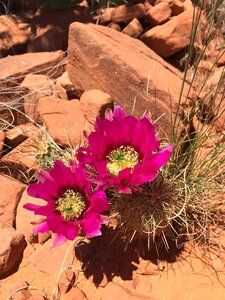 Red rock desert cactus