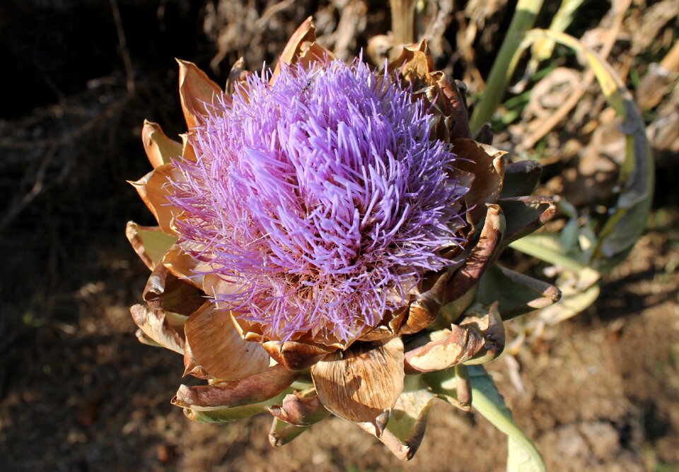 Blooming flora plant