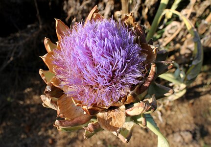 Blooming flora plant