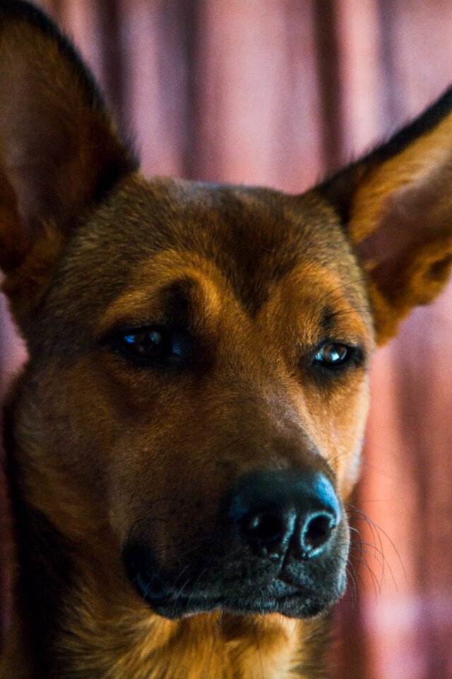 Animal cute canine