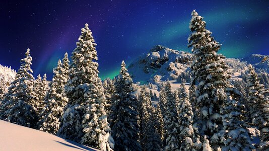 Coniferous trees nature country