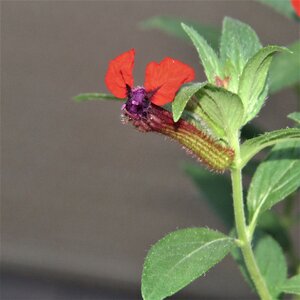 Flower bat faced red and black photo