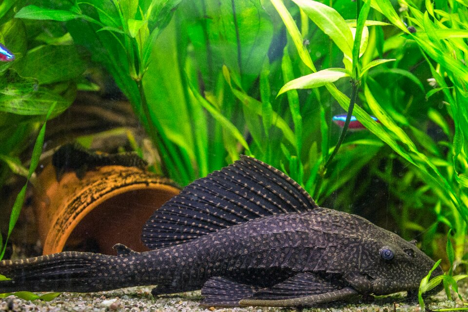 Wels honeycomb signs catfish pet
