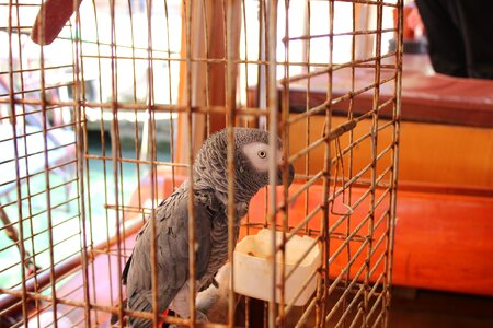 Bird orange parrot