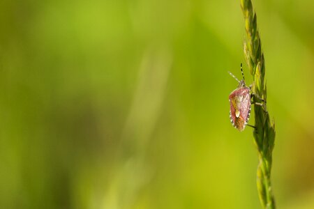 Beetle insect animal