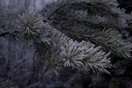 Frost frozen nature