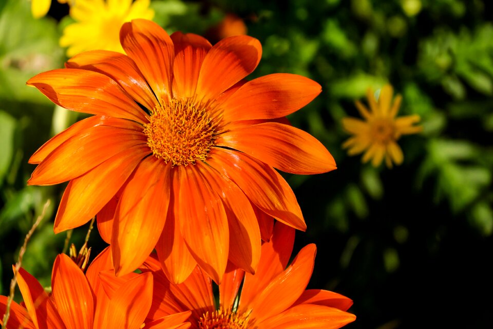 Bright orange ornamental plant