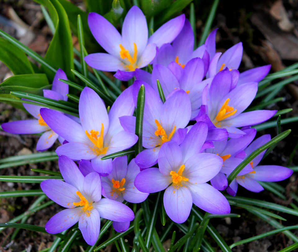 Plant natural spring flowers