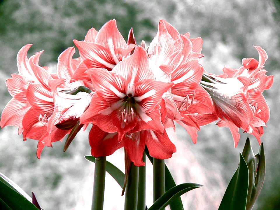 Mm00a 0805 Red Lilium (78734461)