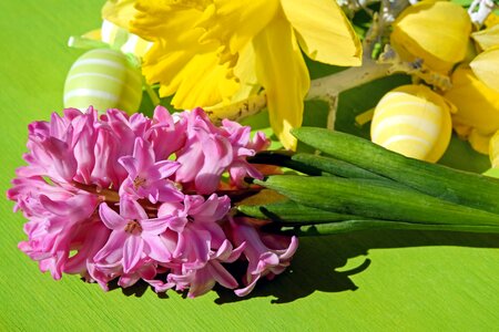 Bloom pink fragrant flower photo