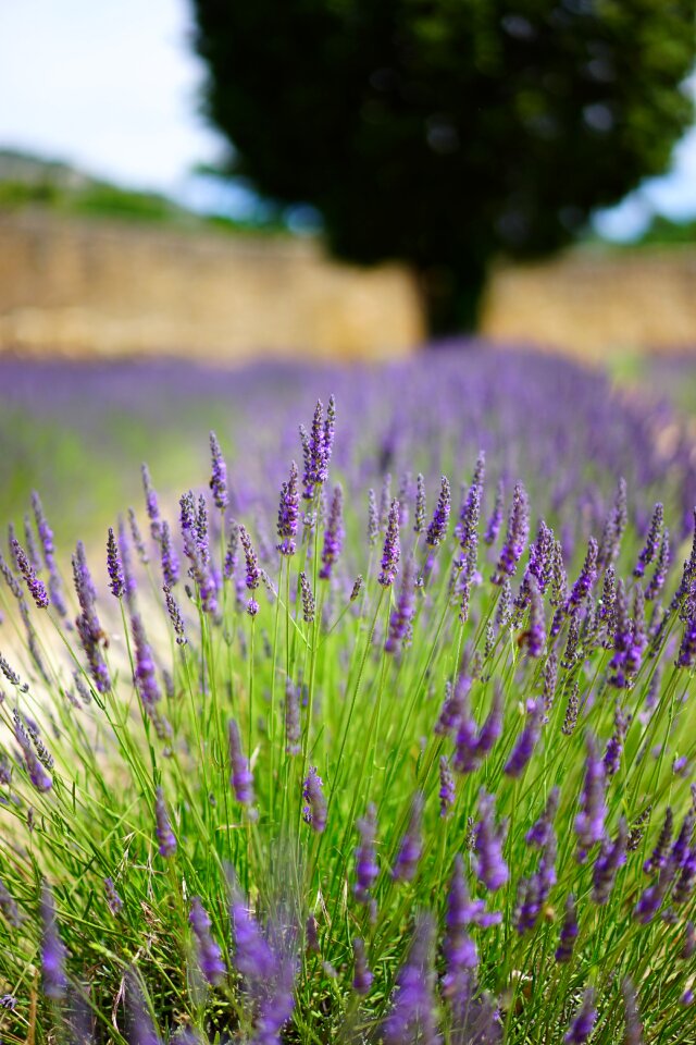 Lavender field lavender blossom lavender cultivation photo