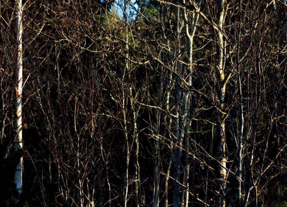 Mixed bare saplings 3