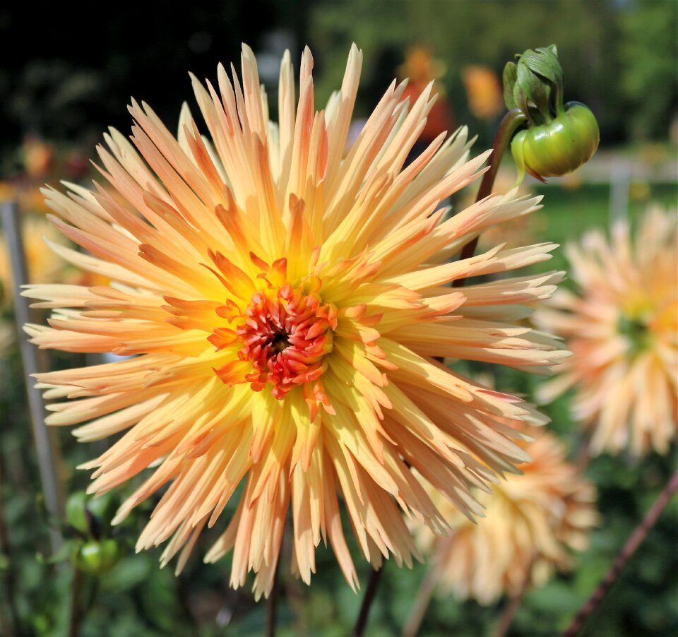 Summer flowers frankfurt botanical garden