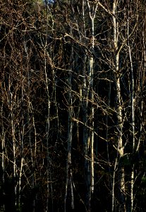Mixed bare saplings 1 photo