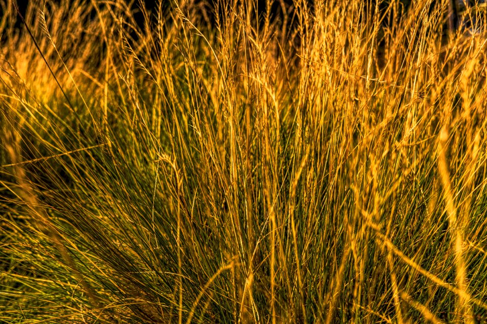 Reddish nature plant