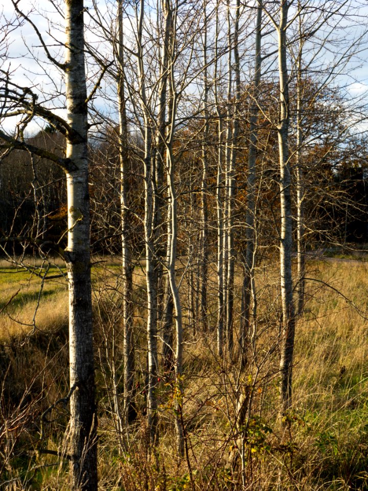Mixed saplings in Gåseberg 1
