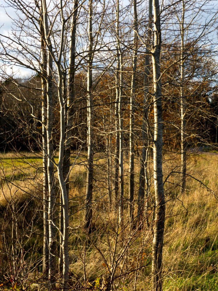 Mixed saplings in Gåseberg 2