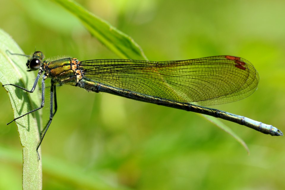 Mnais sp.(Male,Japan,2018.04.28)