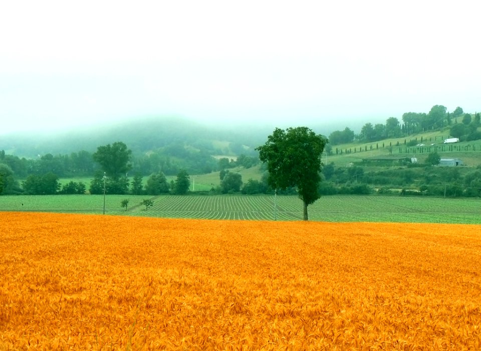 Mm00a 0906 Crops (73494009)