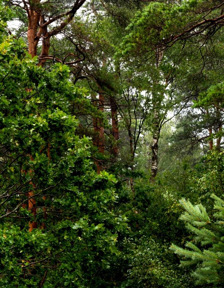 Mixed forest in rain
