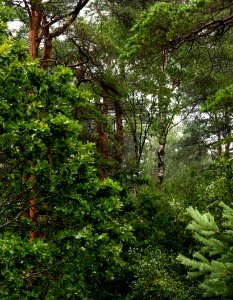 Mixed forest in rain