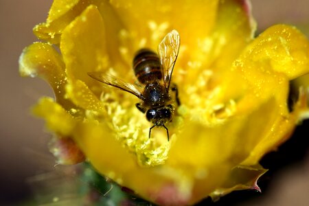 Bee in cactus flower yellow yellow flower photo