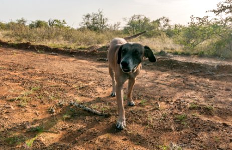 Mixed-breed dogs in Las Guevaras