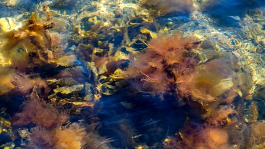 Mixed algae at Govik beach