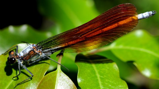 Mnais sp.(Male,Japan,2018.06.04)