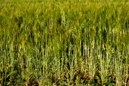 Mixed intercropping of oat and rye 2
