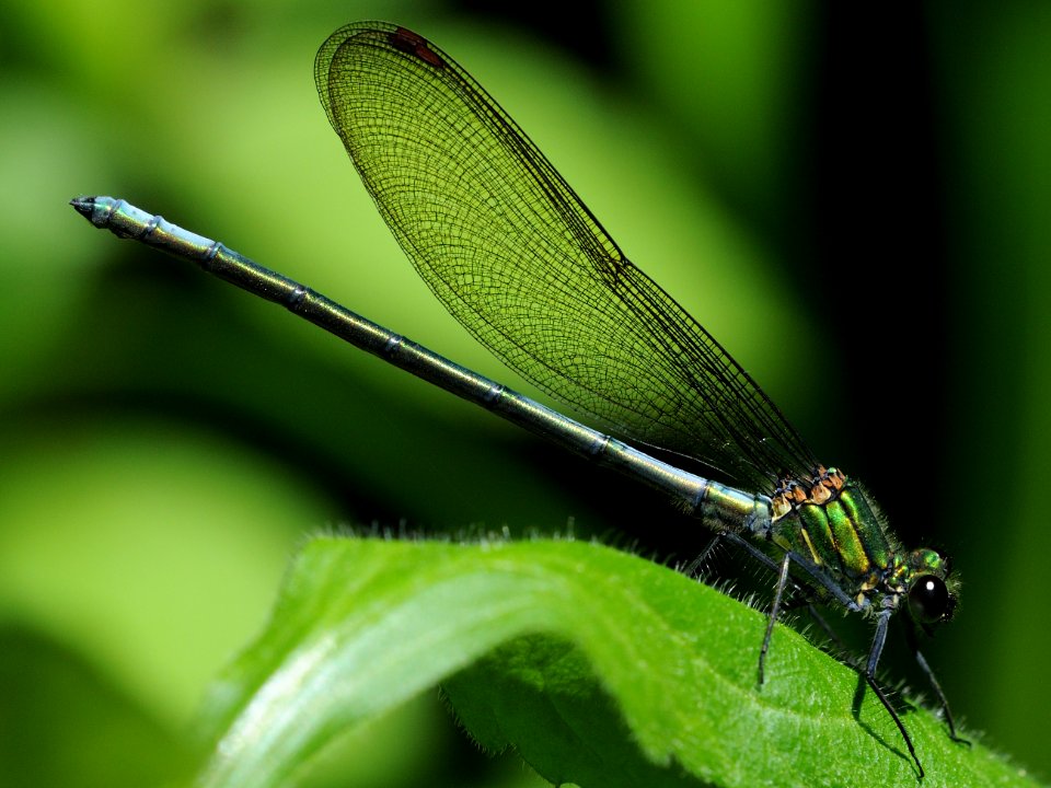 Mnais sp.(Male,Japan,2018.05.11)
