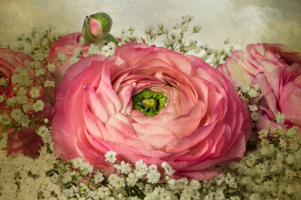 Gypsophila romantic ranunkeln
