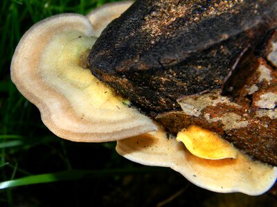 Fresh fungus edible photo