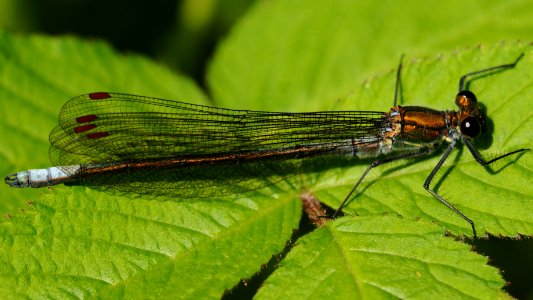 Mnais sp. (Male, Japan, 2018.05.11, b)