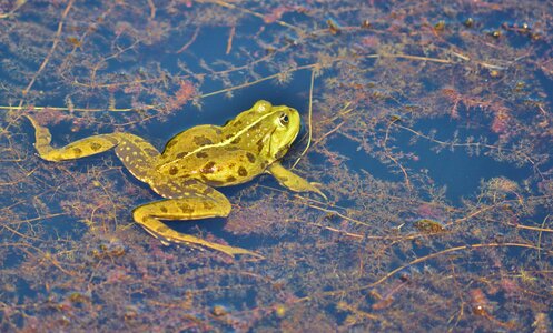 Water aquatic animal water frog